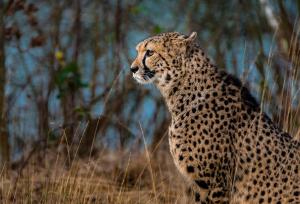 Dieren - Cheetah